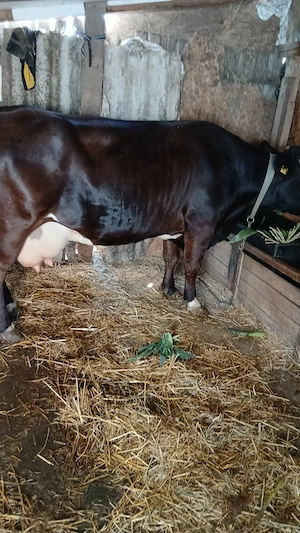 Vaca de vanzare, bine intretinuta, cu vitel. 