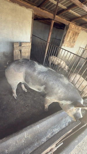 Vand porci crescuti in gospodarie  - imagine 3