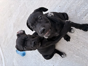 Pui cane corso disponibili 