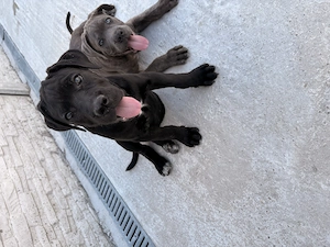 Pui cane corso disponibili  - imagine 4