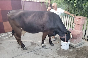 Vaca de vanzare, bine intretinuta, cu vitel. 