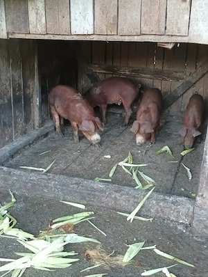 Purcei duroc 