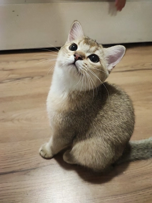 Puișor pisica british shorthair , părinți pedigree  - imagine 5