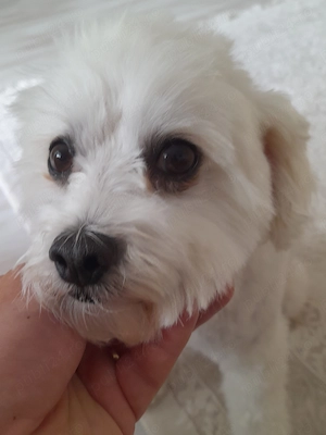 Oferim spre vânzare cățelușă bishon malteze,foarte cuminte si jucăușă!!! - imagine 2