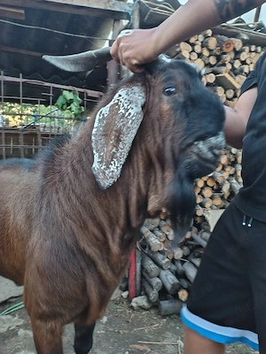 țap anglo nubian 