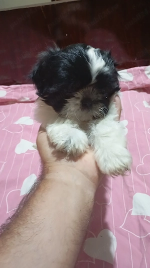 catelusi rasa shih tzu