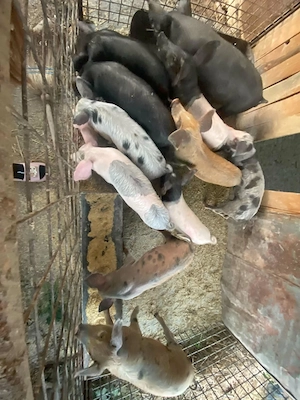 Purcei duroc cu pietrain - imagine 4