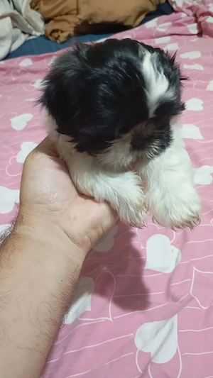 Fetita rasa shih tzu