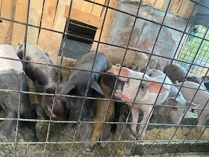 Purcei duroc cu pietrain
