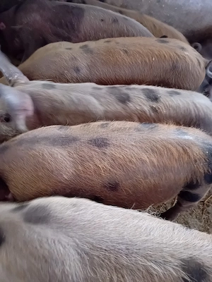soldanei 12 săptămâni 300 lei