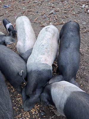 Porci disponibili. . - imagine 3