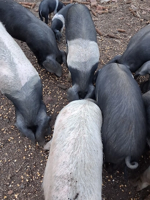 Porci disponibili. . - imagine 4