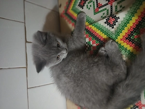 British shorthair blue 
