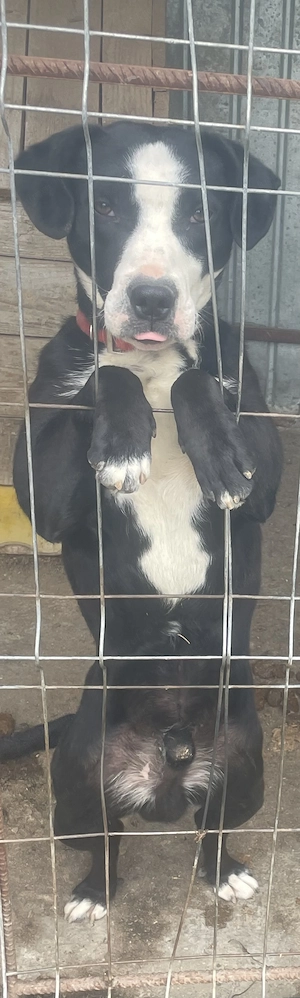 Cățel adopție caută familie iubitoare 