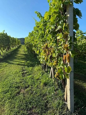 vând struguri pentru vin producție 2026. transport gratuit în toată țara. prețul să faci în funcție  - imagine 2