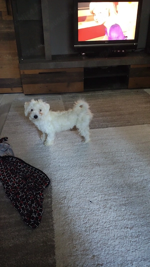 (Urgent) Vand femelă bichon minitoy