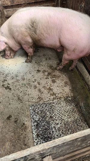 Porc de carne