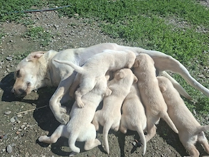 Pui Labrador Retriever    - imagine 4