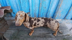 teckel baetel in vârsta de 6 luni cauta casuta nouo