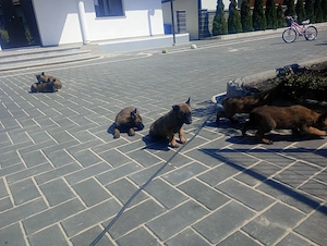Belgian malinois - imagine 2