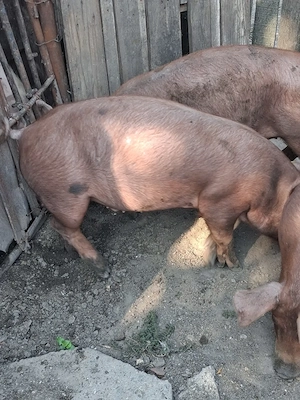 Duroc 60 kg - imagine 3