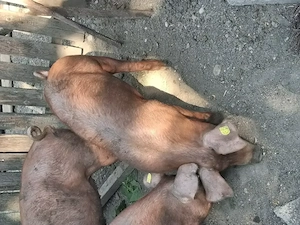 Purcei Duroc 60 kg