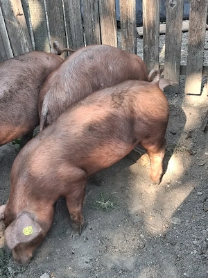 Purcei Duroc 60 kg - imagine 3