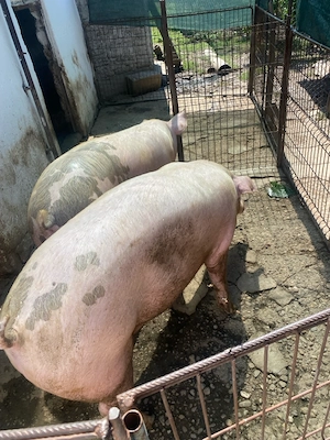 Porc 