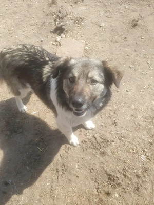 Dam spre adoptie - imagine 2
