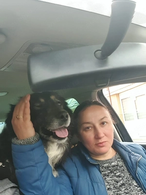 Dam spre adoptie - imagine 3