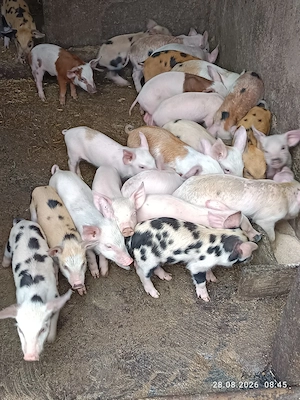 Purcei de țară 
