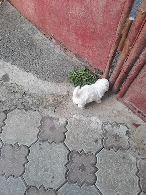 de vînzare