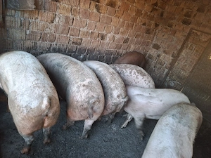 Vând porci 
