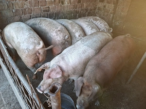 Vând porci 