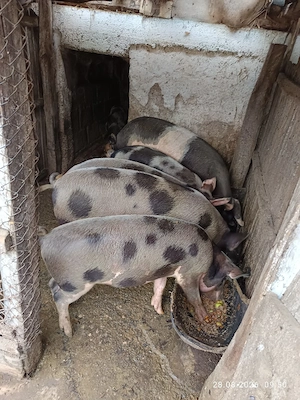 Vând porci de țară 