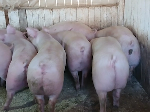 porci de carne  - imagine 3