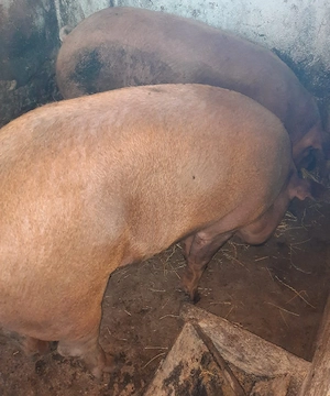 Vand un porc la alegere  in Arad.  - imagine 2