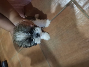 Vând pui shih tzu femela