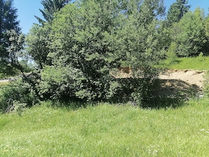 Vând teren cu izvoare la munte