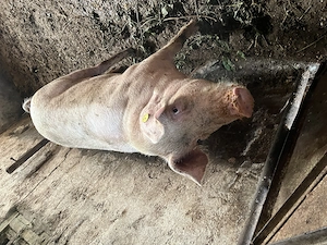Porci de vânzare 