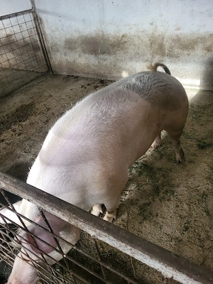 Scroafa de vanzare 