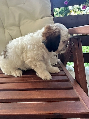Catelusi pufosi Shih Tzu - imagine 4