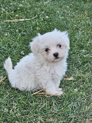 Pui Bichon Maltez Mini Toy 