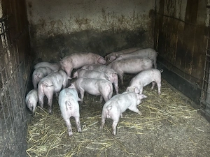 purcei de vanzare