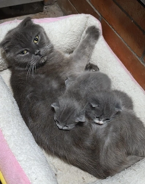  Vand la pachet pisica scottish fold  și 2 pui băieți