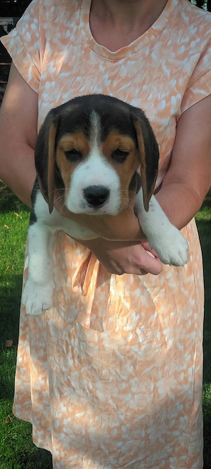 Pui Beagle tricolor 