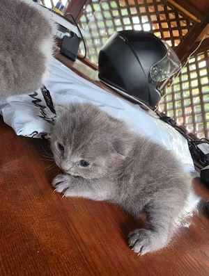  Vand la pachet pisica scottish fold  și 2 pui băieți - imagine 5