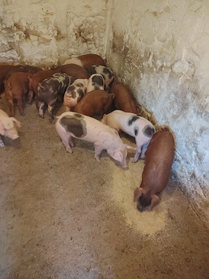 Purcei rasă de carne caută casă nouă. - imagine 4