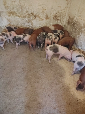 Purcei rasă de carne caută casă nouă. - imagine 5