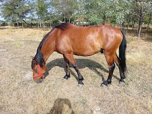 Vând cal murg.